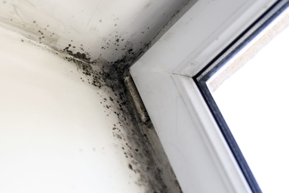 Mold remediation technician at work in a Louisville home